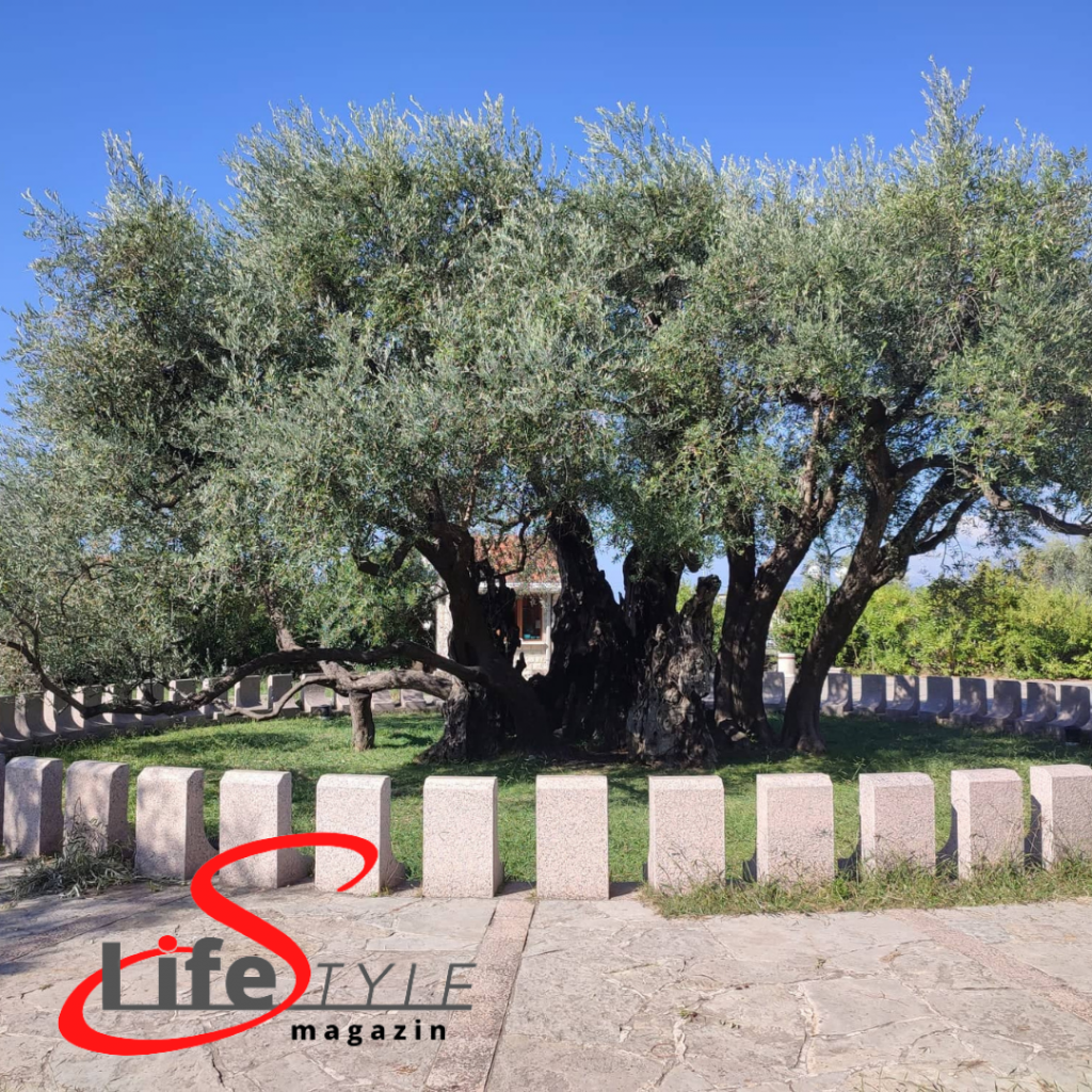 Olaj fa - LifestyleMagazin